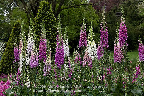 گل انگشتانه